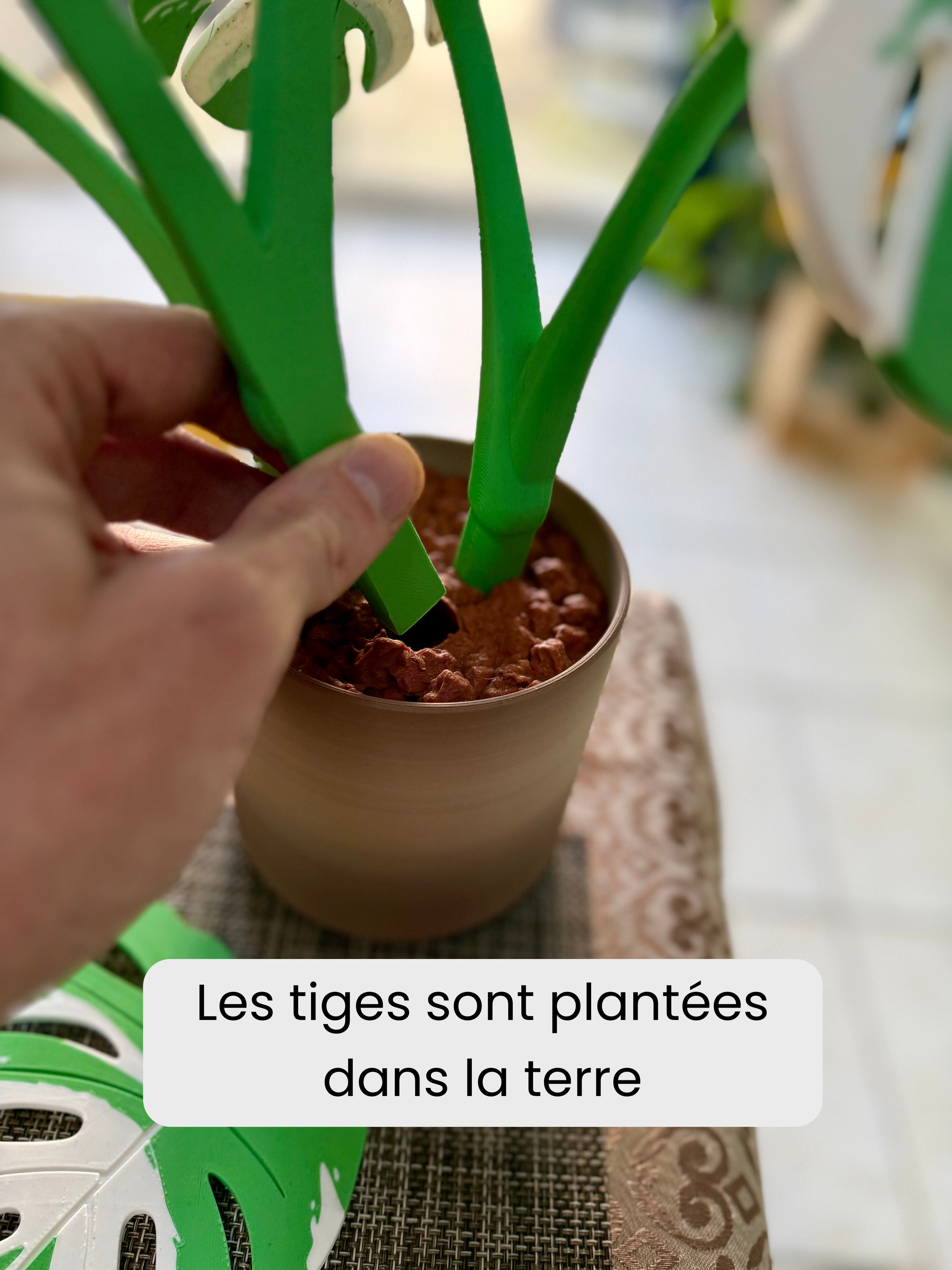 Dessous-de-verre Monstera - Gros plan terre et tiges