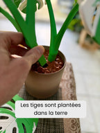 Sous-verres Monstera magnétiques, fausse plante imprimée en 3D, décoration de table, personnalisable - Le Front Fuyant